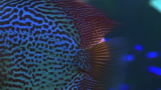 Close up view of gorgeous checkerboard map discus aquarium fish. Hobby concept.