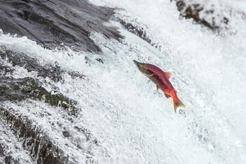 Sockeye Salmon jumping over waterfall
