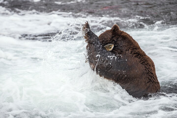 Bear catching a fish in water
