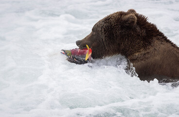 Bear catching a fish in water
