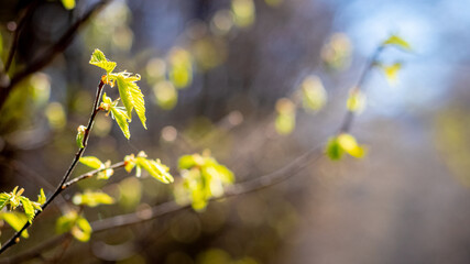 Tree branch in the forest with young tender leaves on a dark background