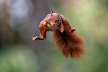 Écureuil roux eurasien (Sciurus vulgaris) sautant dans la forêt de Noord Brabant aux Pays-Bas. Fond vert.