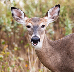 Close up of young deers head looking at camera