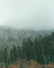 Conifers in the fog
