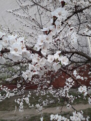 Fototapeta premium blossoming spring