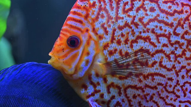 Close up view of gorgeous checkerboard map discus aquarium fish. Hobby concept.
