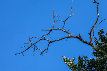 Branch of the tree on the beautiful blue sky background, autumn