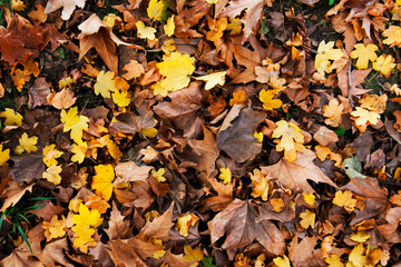 Foliage nel bosco, tappeto di foglie gialle, rosse e dorate ai piedi di un albero