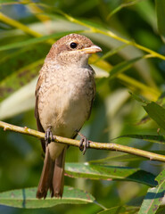 Red-backed shrike, Lanius collurio. Adult female bird sits on a willow branch.