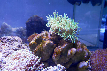 Various species of coral that are at risk of extinction are bred in aquariums. This coral will be defended until maturity before being placed in its original habitat in the ocean.