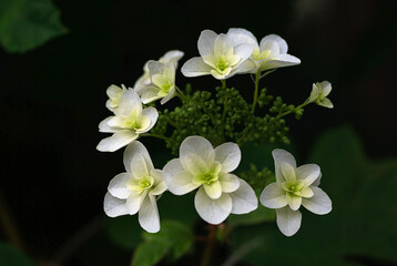 white flowers in the garden hydrangea