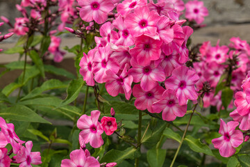 beautiful fresh, bright, natural pink, red flowers with green leaves in the Park garden in summer on a nice day