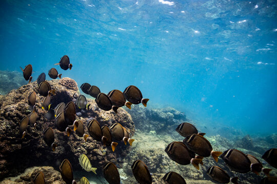 School of black fish swim above the shallow reef in oahu, hawaii