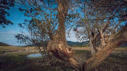 Fototapeta na wymiar Image of crooked tree and a lake, with blue sky at sunset in Tuluá Valle del Cauca Colombia