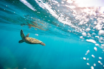 Sea turtle swimming beneath the ocean surface and bubbles in Hawaii