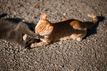 Two cats black and red playing with each other in the sun