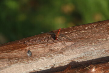 Dragon-fly on the wood