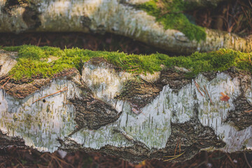 Tree bark texture and mossy tree detail. Autumn sunlight, nature in forest.