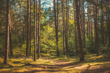 Autumn forest in Poland. Warm colours, yellow leaves on trees. Sunny day and idyllic place.