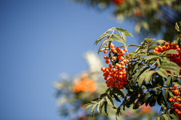 Ornamental tree with orange rowan berries in the garden in the sun