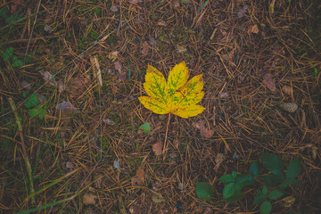 Yellow leaf on the ground in forest. Autumn time, colorfull nature. Natural grass background.