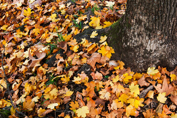 Foliage nel bosco, tappeto di foglie gialle, rosse e dorate ai piedi di un albero