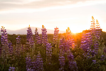 Close-up of wildflowers growing on field against sky during sunset