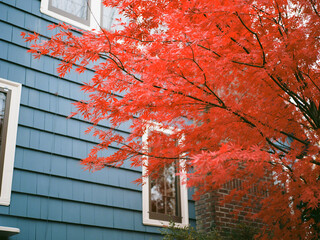 Japanese Maple Tree in Autumn with Bright Red Leaves Against House
