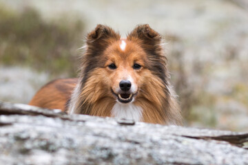 Nice sable shetland sheepdog, sheltie sitting outside in the forest at autumn time. Cute long...