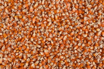 Texture of corn kernels close up