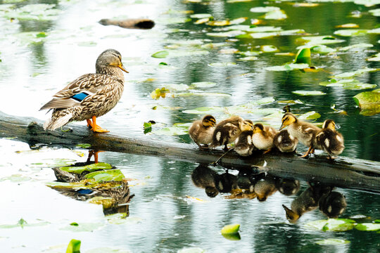A family of ducks resting on a log in Lake Washington