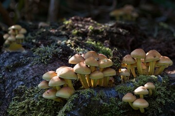 Fototapete bei efototapeten.de bestellen   