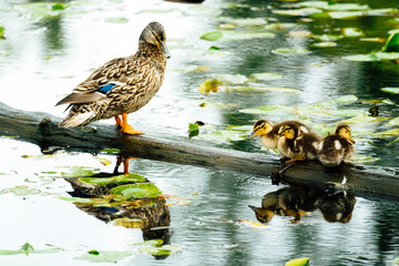 A mother duck and her ducklings standing on a log in a pond