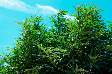 Tall Hemp bush 