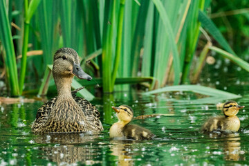 Straight on view of a mother duck and her two ducklings