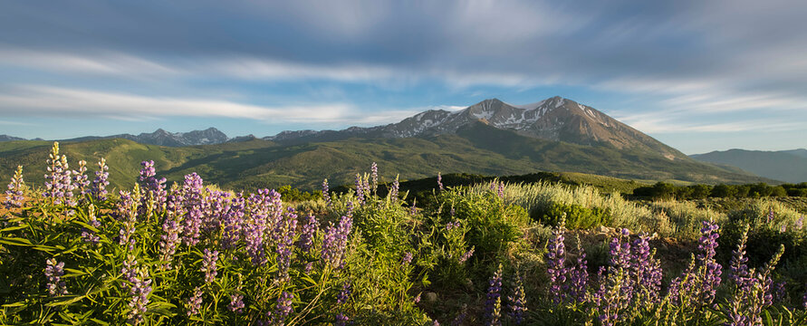 Wildflowers growing on land while mountains in background