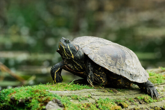 Closeup view of a large red-eared slider turtle on a mossy log