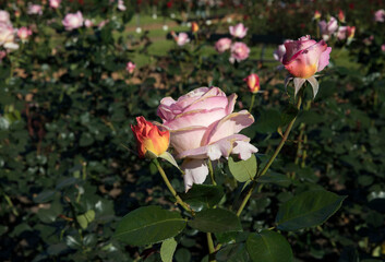Floral. Colorful roses blossom in the garden. Closeup view of beautiful Floribunda Rosa Elle green leaves, buds and flowers of light pink and yellow petals, spring blooming in the park.