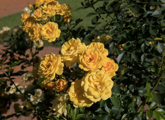 Roses spring blooming in the park. Beautiful Gold Medal Rose with flower clusters of intense yellow petals and iron staking, blooming in the garden.