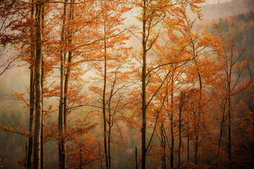 Autumn mountain landscape Wielka Racza