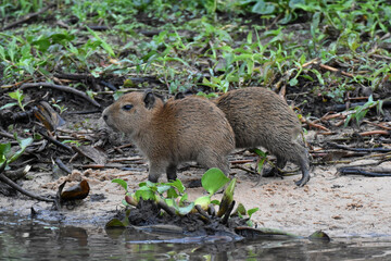 Capybara in the Pantanal, Brazil
