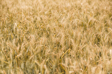 details of a wheat plantation