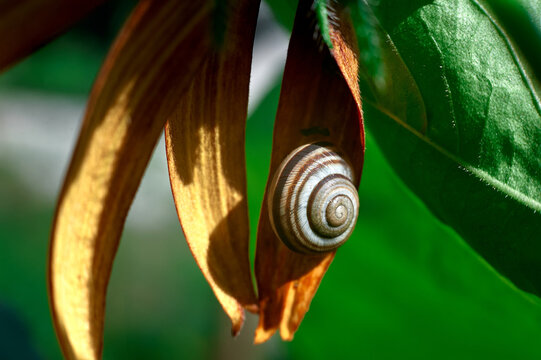 garden snail sits on a yellow tekoma flower