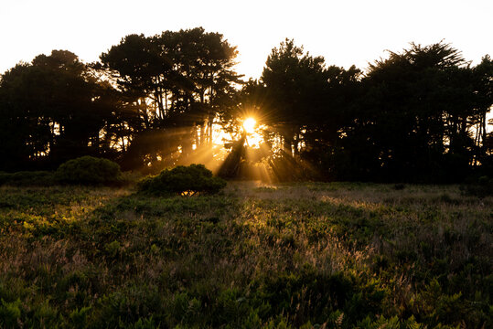 Sun rays shining through row of trees onto field in California
