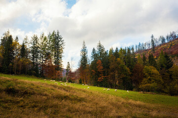 Fototapeta na wymiar Sheeps in Autumn Beskidy mountains