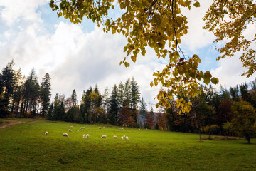 Sheeps in Autumn Beskidy mountains