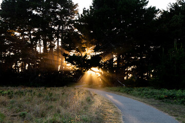 Sun rays shining on paved path winding through Cypress trees at dusk