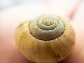 Close up detail of empty snail shell in bright light showing texture