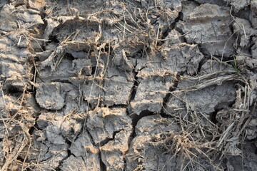 Texture of the dried earth with clay and sand, close-up. Dry cracked earth background