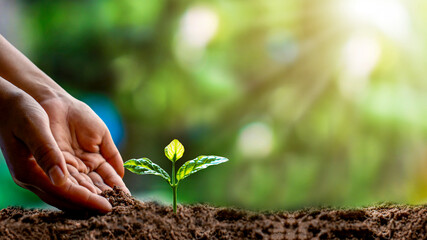 Close-up of a human hand holding a seedling, including planting the seedlings, the concept of Earth...